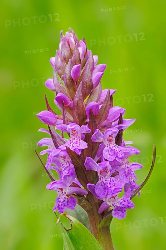 Western Marsh Orchid or Broad-leaved Marsh Orchid (Dactylorhiza majalis)