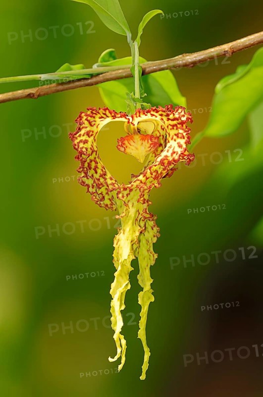 Moue Liane (Monodora crispata)