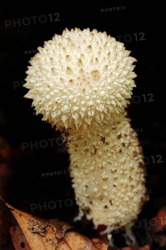 Warted Puffball