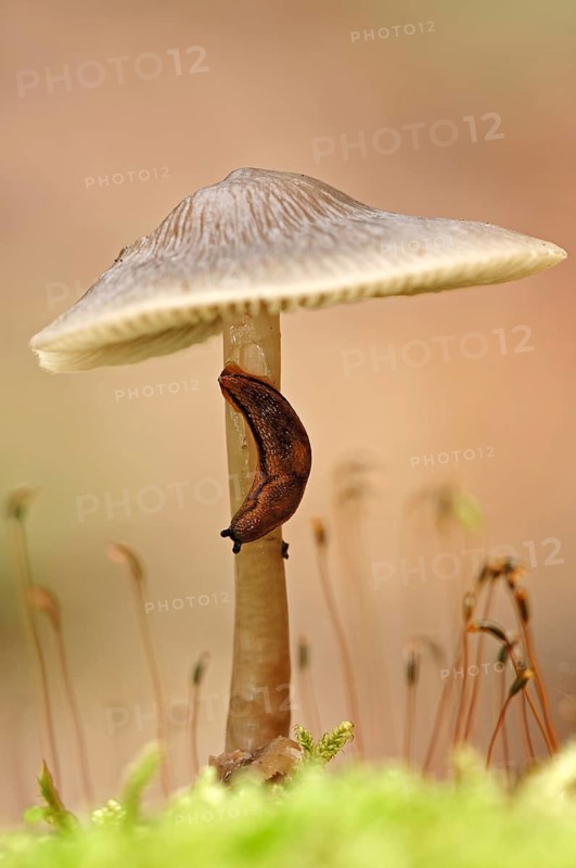 Brown-banded Arion or Dotted Slug (Arion circumscriptus) on a Bonnet (Mycena sp.)