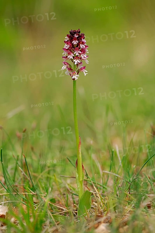 Burnt-tip Orchid (Neotinea ustulata ssp. Ustulata