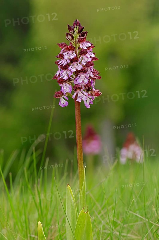 Lady Orchid (Orchis purpurea)