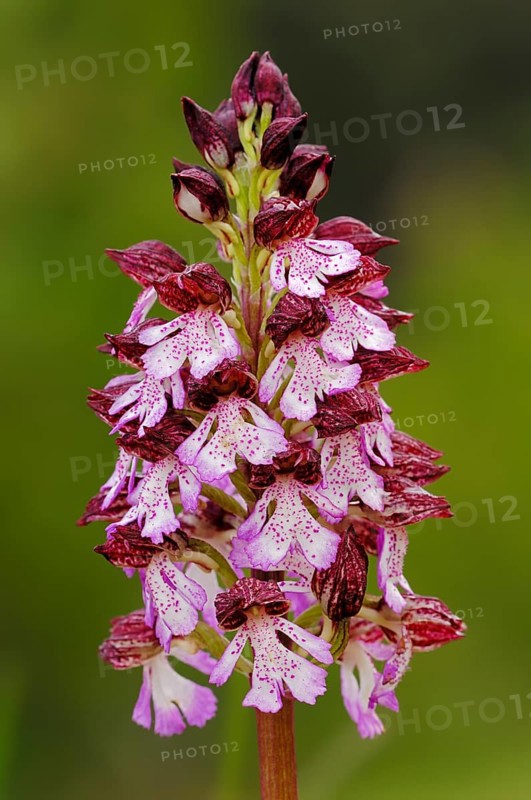 Lady Orchid (Orchis purpurea)