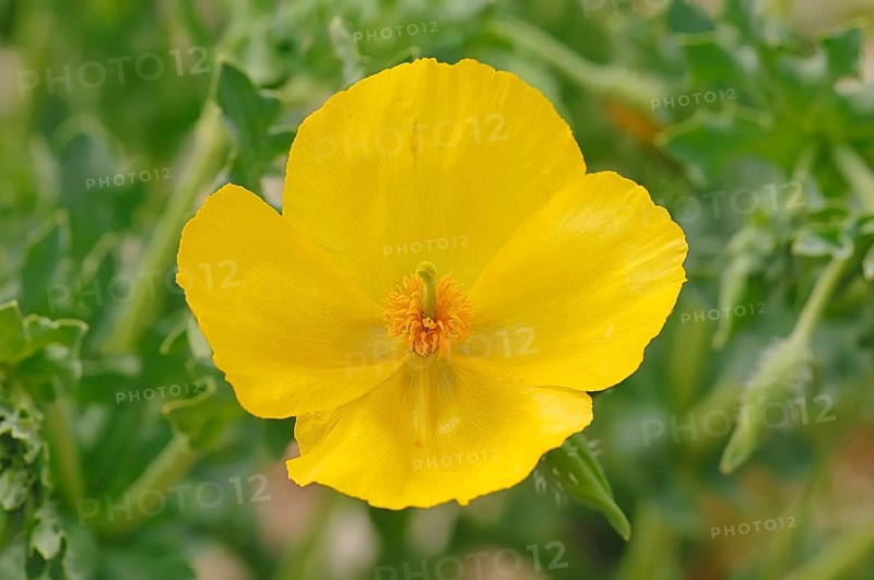 Yellow Horned Poppy (Glaucium flavum)