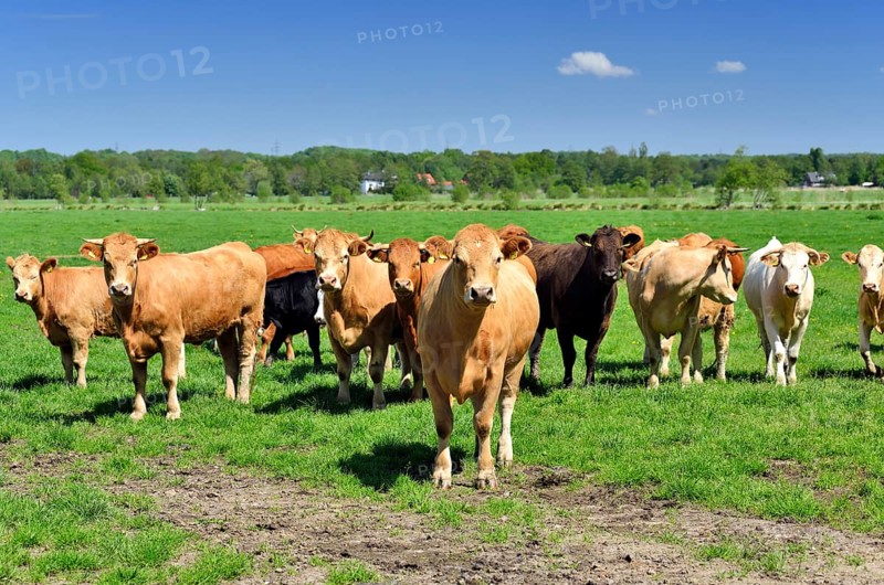 Young cattle standing on a pasture