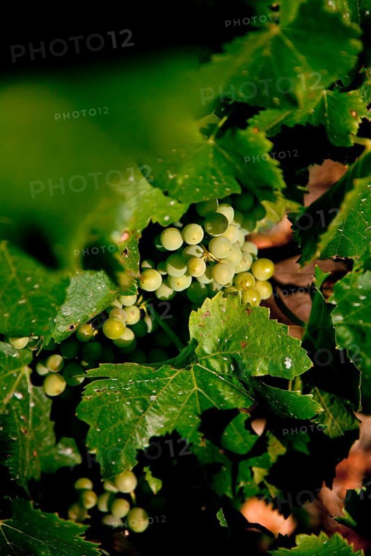 Wine growing in Bonnieux