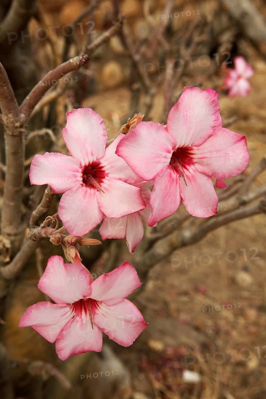Desert Rose or Sabi Star (Adenium obesum)