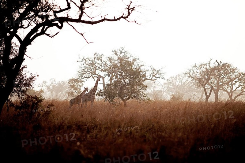 Kordofan Giraffes (Giraffa camelopardalis antiquorum) standing amidst Acacias or Thorntrees (Acacia) and Elephant Grass or Napier Grass (Pennisetum purpureum)