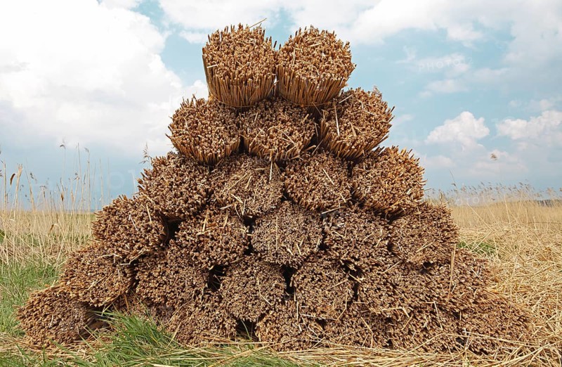 Stacked bundles of reeds on a field