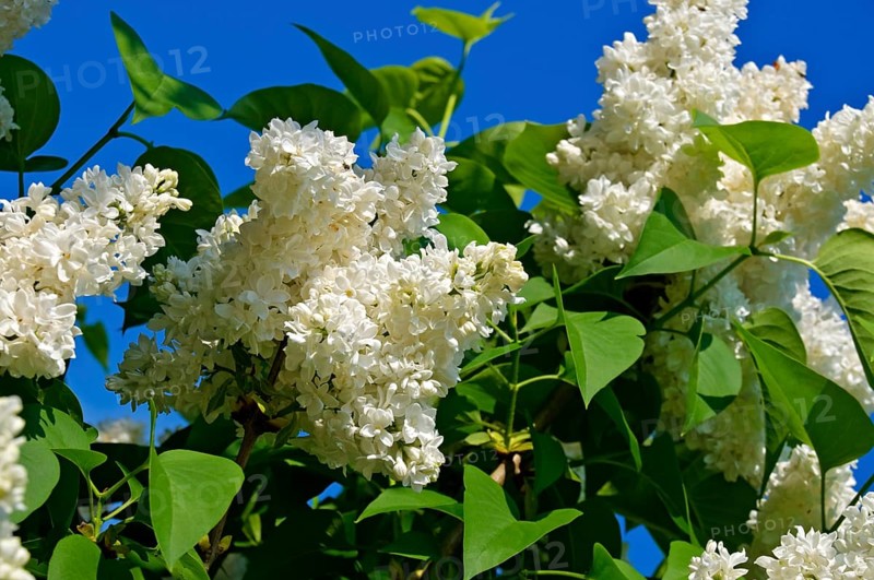 White Lilac blossoms (Syringa vulgaris)