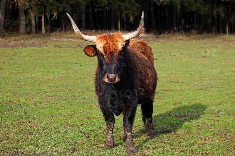 Heck cattle