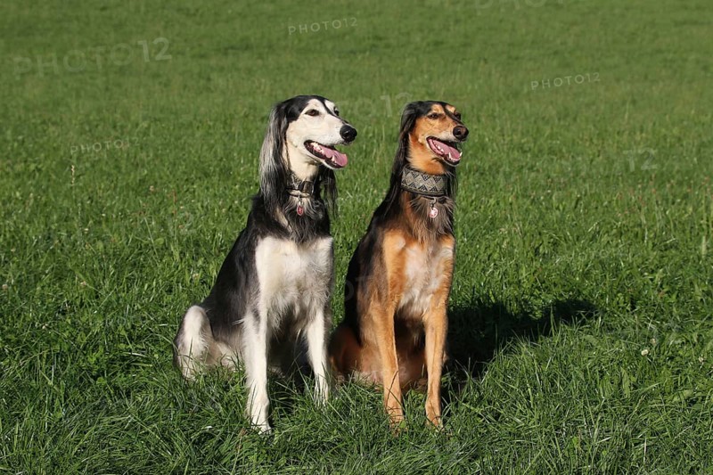 Salukis