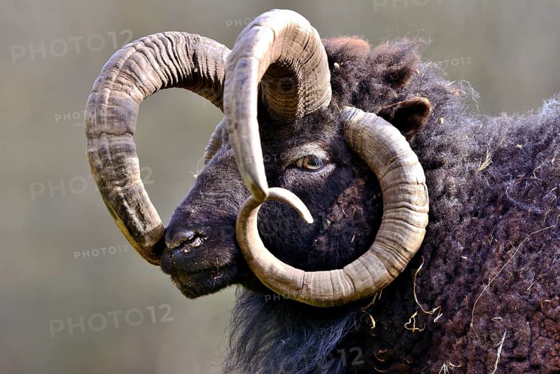 Jacob sheep or Four-horned sheep (Ovis ammon F. aries)