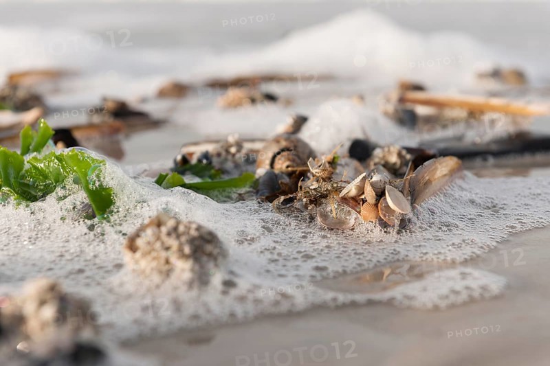 Sea shells on a North Sea beach