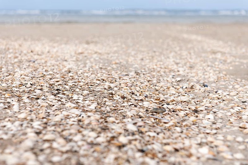 Mussel beds on the Amrumer Odde