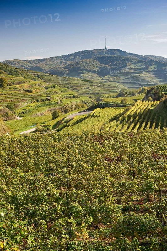 Vineyards near Oberbergen