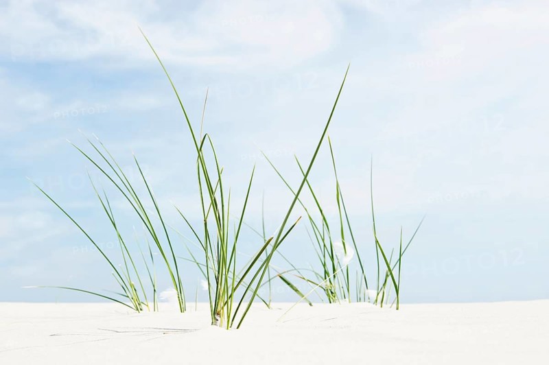 European Marram Grass or European Beachgrass (Ammophila arenaria) on a beach