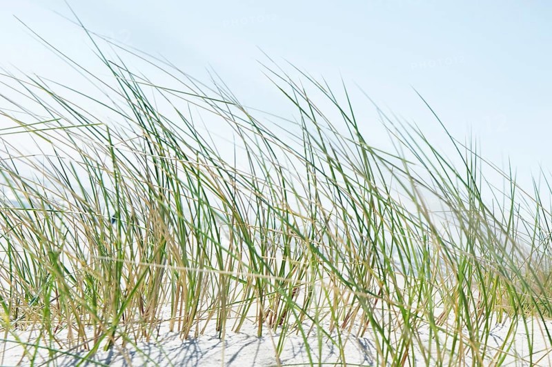 Marram Grass or Beachgrass (Ammophila)