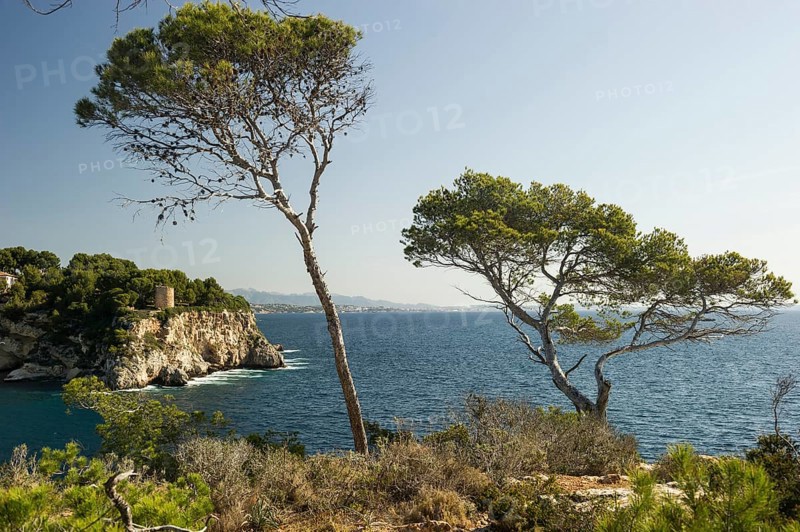 Rocky coastline with the sea and pine trees