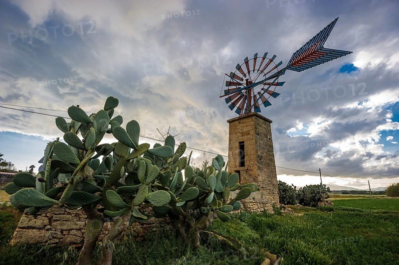 Windmill and cacti