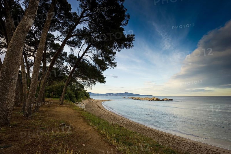 Sandy beach with pines