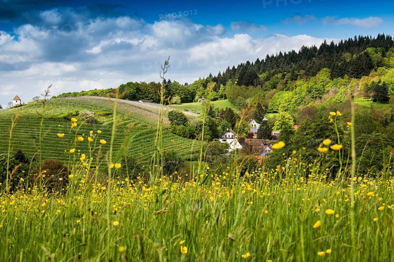 Landscape with a flower meadow and a small village