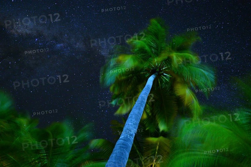 Palm tree and milky way