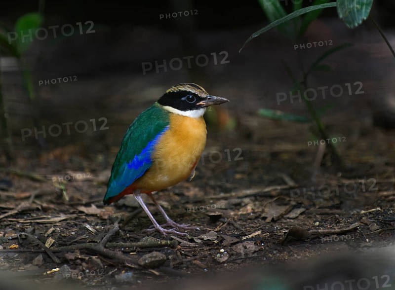 Blue-winged Pitta (Pitta moluccensis)