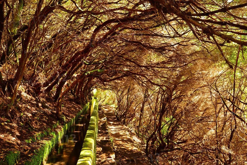 A levada
