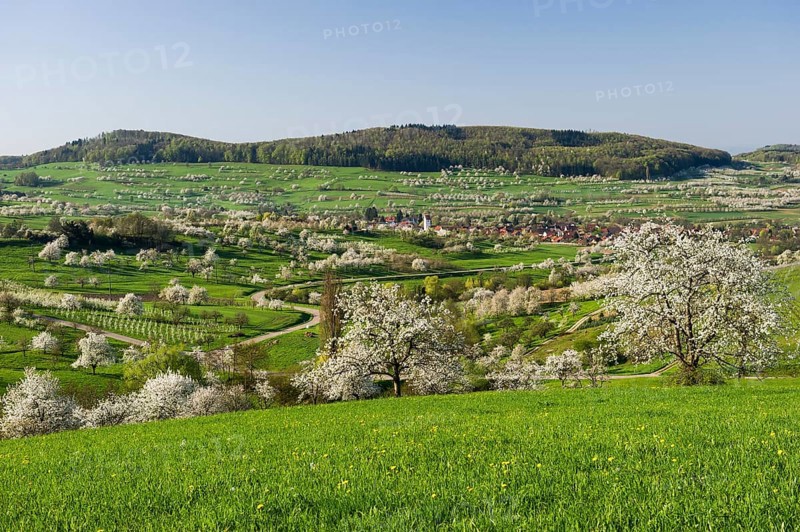 Blossoming cherry trees in Eggenertal valley