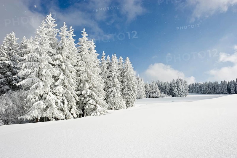 Snow-covered fir trees