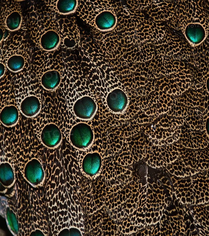 Plumage detail of Malaysian Peacock Pheasant (Polyplectron malacense)
