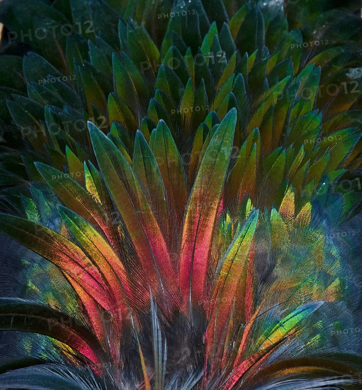 Feather detail of a Nicobar Pigeon (Caloenas nicobarica)