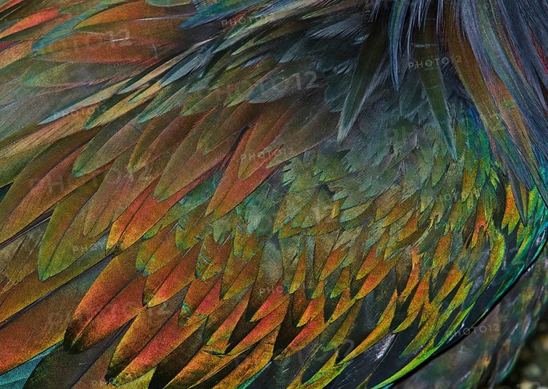 Feather detail of a Nicobar Pigeon (Caloenas nicobarica)