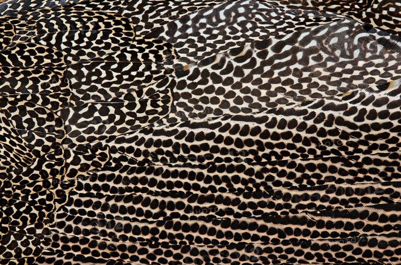 Plumage detail of a Great Argus or Asian Pheasant (Argusianus argus)