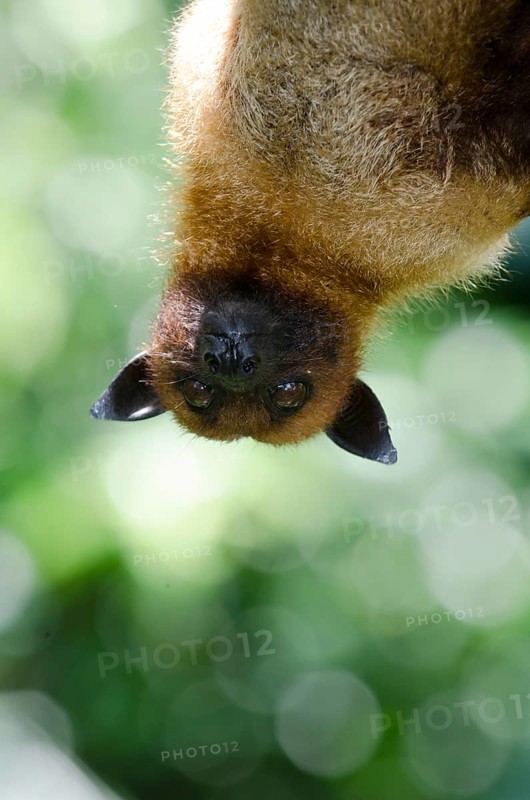 Large Flying Fox