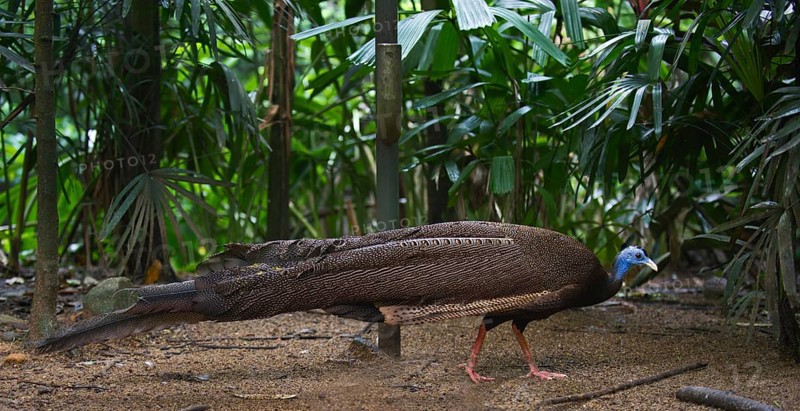 Great Argus or Asian Pheasant (Argusianus argus)
