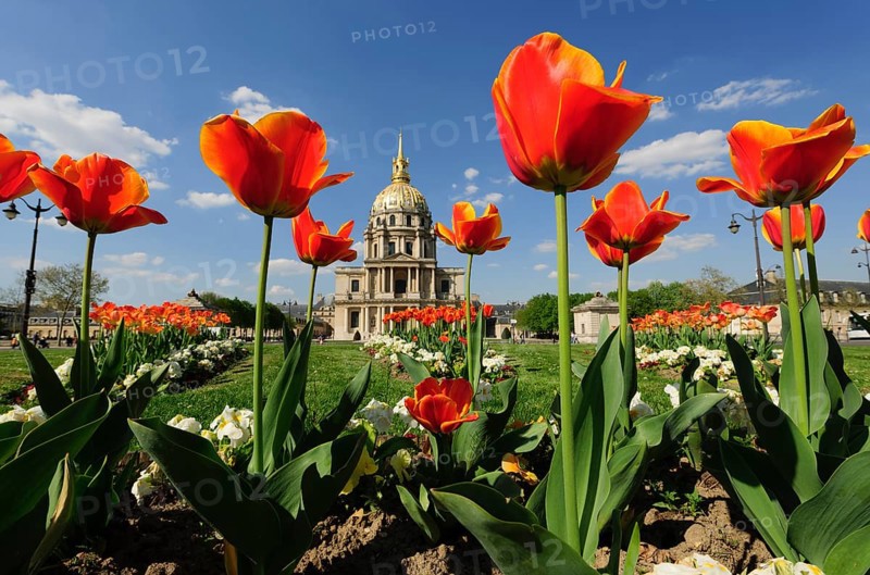 Tulips in front of the Chapel of Saint-Louis-des-Invalides