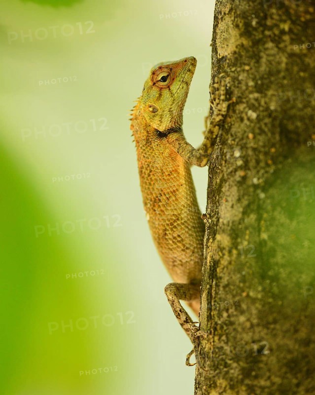 Oriental Garden Lizard