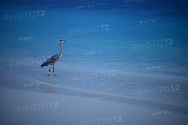 Grey Heron (Ardea cinerea) standing on beach
