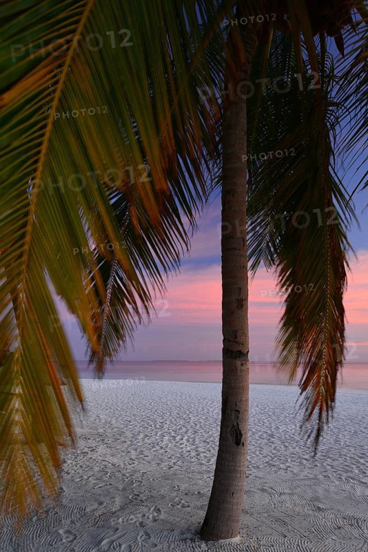 Palm tree at sunset