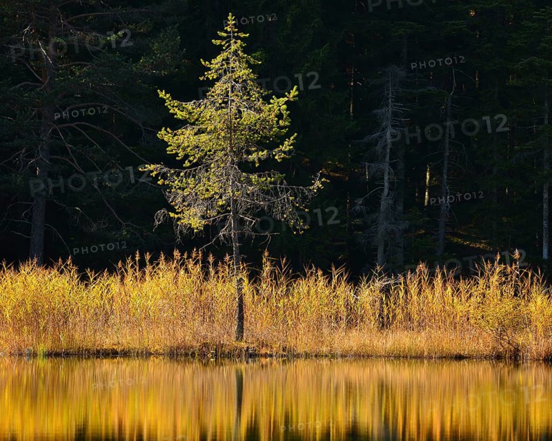 A tree standing alone amidst the weeds seaming Lake Moeserer See