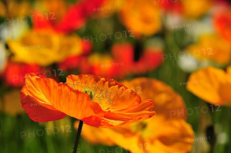 Dwarf Poppy (Papaver alpinum)