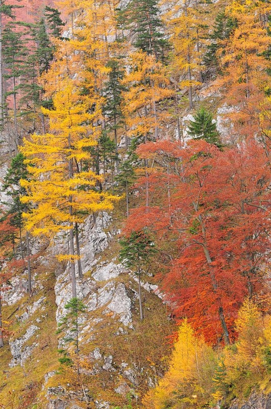 Autumnal trees on the mountainside