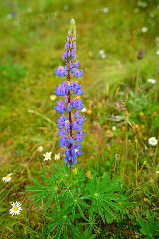 Wild Large-leaved Lupine (Lupinus polyphyllus)