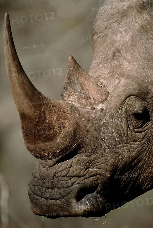 Northern White Rhinoceros or Square-lipped Rhinoceros (Ceratotherium simum)