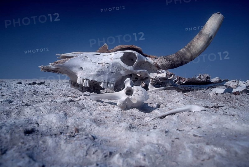 Skull of a dead bovine