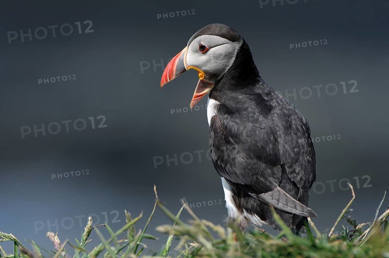 Calling Atlantic Puffin (Fratercula arctica)