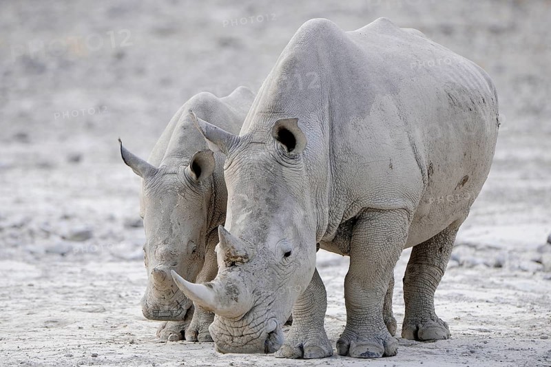 White Rhinos (Ceratotherium simum)