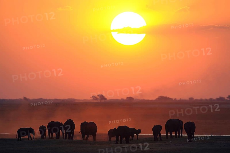 African Bush Elephants (Loxodonta africana) on the water edge at sunset